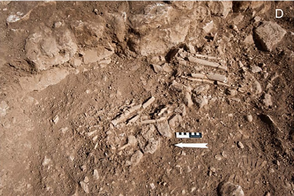 Field photograph of the single Göbeklitepe burial during the 2022 excavation: exposed bones in soil beside stones, with a scale and direction arrow.